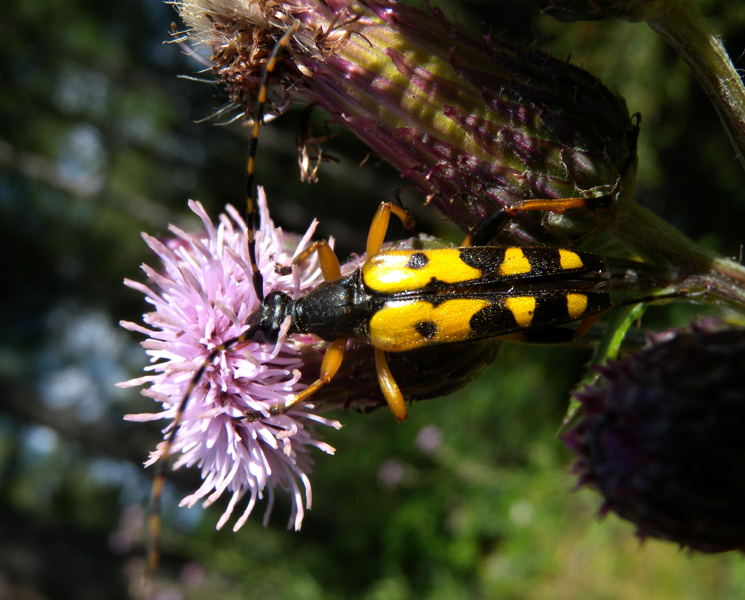 Ruptela maculata